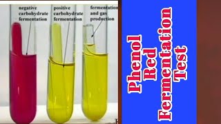 Phenol Red Fermentation Test biochemical test lecture 22 [upl. by Hessler185]