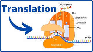 What happens during translation Biology [upl. by Flemming]