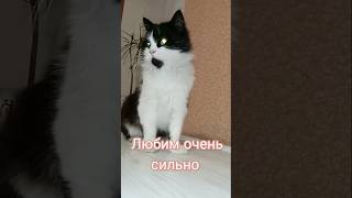 catvideos sommer flowers sommerferie йорк florist cat котята love [upl. by Ydnat]