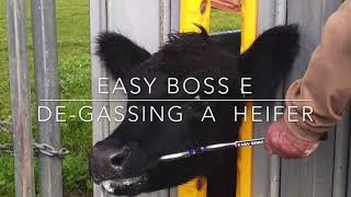 DeGassing a Heifer with a Rumen Trocar [upl. by Connors278]