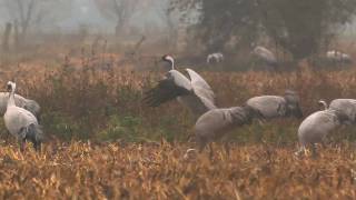 Kraanvogels Grus grus Diepholz [upl. by Nnateragram429]