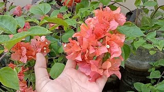 PAANO MAG TANIM NG BOUGAINVILLEA AT TIPS PARA MABILIS MAMULAKLAK ANG ATING HALAMAN papaboyvlog [upl. by Lamb705]