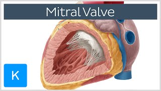 Mitral Valve  Anatomy Function amp Area  Human Anatomy  Kenhub [upl. by Frederigo]