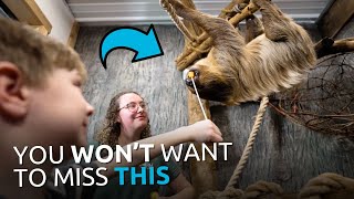 Come Meet a SLOTH at the Ark Encounter [upl. by Lund397]