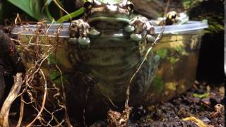 Trachycephalus resinifictrix milk frog  hot tub time [upl. by Collen]