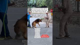 Dog Trainers Are Scared Of This Dog Dog Daddy Gets Called [upl. by Coulter142]