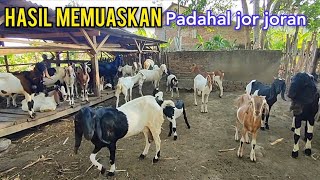 Sesimpel Ini Ternak Kambing Ala Kadarnya Tapi Kambingnya Istimewa [upl. by Kimmel]