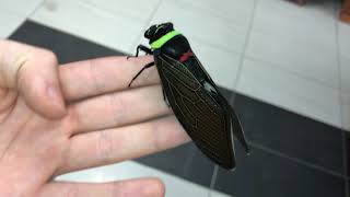 Tacua speciosa  Giant Colorful Cicada [upl. by Massab42]