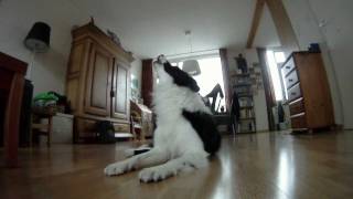 Border collie howling at baby commercial [upl. by Eirac189]