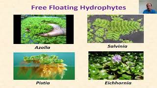 Hydrophytes  Concept and Types [upl. by Kenlay]