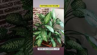 Dieffenbachia Plant Care  Dumb canes Plants Care Propagation [upl. by Lletniuq]