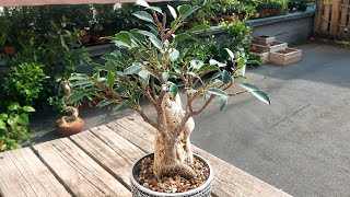 Pruning Ficus Microcarpa Bonsai tree after repoting [upl. by Ailecnarf]