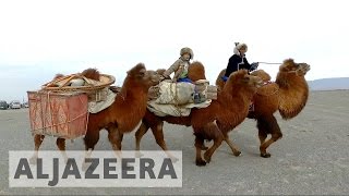 Mongolia races to preserve twohumped camels [upl. by Elimac700]