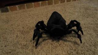 Animated Tabletop Jumping Spider 2016 [upl. by Mcmahon284]