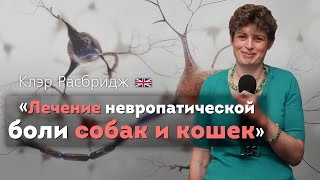 Лечение невропатической боли собак и кошек Managing Neuropathic Pain Pain brain [upl. by Hunt]