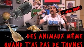 DES ANIMAUX MÊME QUAND TAS PAS DE THUNES [upl. by Schlosser]