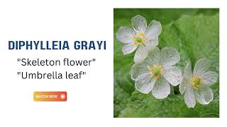 Diphylleia Grayi  Skeleton Flower  Umbrella Leaf [upl. by Nuawad]