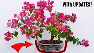 SECRETS to grow Bougainvillea in Bonsai pot amp get MORE flowers [upl. by Dominy]