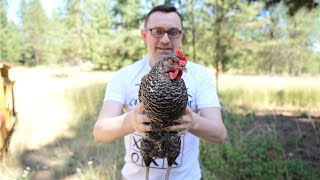 My Chickens Are Gyroscopic  Chicken Head Tracking Experiment [upl. by Assiruam390]