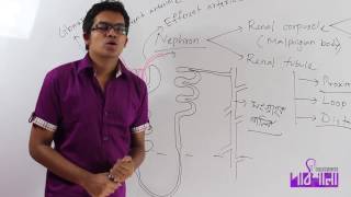 01 Excretion Part 02  রেচন পর্ব ০২  OnnoRokom Pathshala [upl. by Annim786]