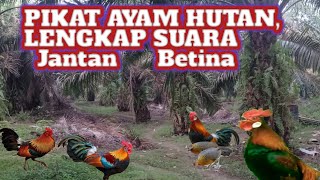 SUARA AYAM HUTAN BERTINA YANG BAYAK DI CARI PEMBURU [upl. by Nylhtac171]