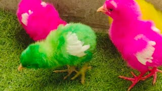 Cute Adorable Chicks Chirping  Hen Baby Chicks  Razi Ali Vlogs [upl. by Baily]