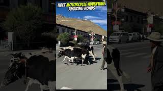 Tibet Motorcycle Adventure Amazing Roads [upl. by Akerley240]