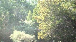 Mountain Cedar Tree Exploding With Pollen [upl. by Greenman82]