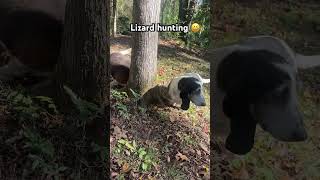 Basset hounds treed a lizard [upl. by Solorac]