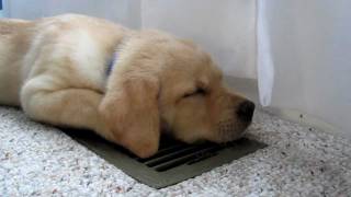 Sleepy Labrador Puppy Moki Loves The AC  SO CUTE [upl. by Atina595]