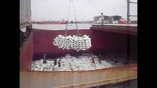 Rice Loading Operations  TanLong Co Viet Nam [upl. by Letnwahs]