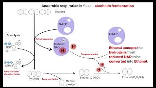 Anaerobic respiration OCR A ALevel Biology Revision 522 Respiration [upl. by Naujet]