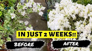 7 SIMPLE STEPS TO MAKE YOUR BOUGAINVILLEA BLOOM ALL YEAR [upl. by Rramaj]