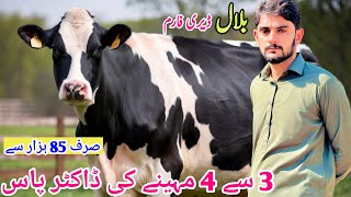 World famous Heifers Cattle Farm  Hf Heifers For Sale In Punjab Pakistan  Top Class Friesian Cows [upl. by Anilegna]