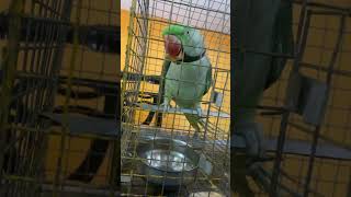 Mithu ko roti nai mili ajj😨ParrotLifestyle0 parrot life mithu totta mithutota lifestyle [upl. by Teiluj]