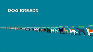 Dog Breeds Size Comparison [upl. by Lednik]