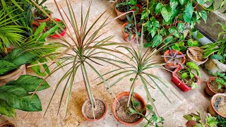 Dragon Tree  Dracena Marginata Care  HindiUrdu [upl. by Ylerebmik]