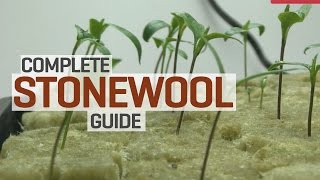 Rockwool Hydroponics Propagation and Transplanting Complete Guide [upl. by Jeri13]