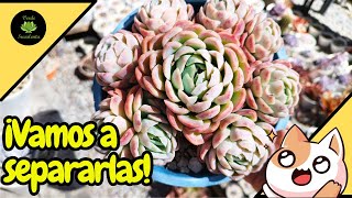 Propagando esta hermosa Echeveria elegans para preservarla🌱🌱 [upl. by Elenahc]