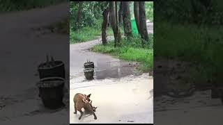 Cat Vs Dog fighting dog cat animals petlovers pets shorts [upl. by Wehtta]