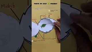 Leaf ke parts [upl. by Eirene]