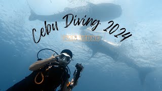 Cebu Philippines Diving 2024 🇵🇭  Moalboal Sardine Run  Oslob Whale Shark [upl. by Malin]