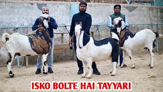 Full Tayyri Heavy Weight Bakre At Al Mira Goat Farm [upl. by Hannala]