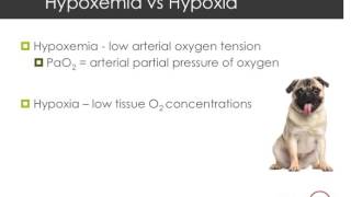 Hypoxia vs Hypoxemia [upl. by Frolick]