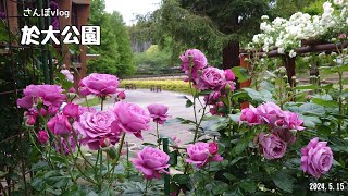 【さんぽvlog】於大公園〜薔薇園、オニバス池周辺の様子〜（2024515） [upl. by Yclehc]