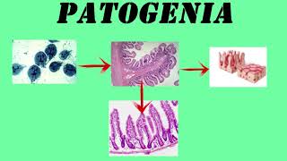 Giardia Lamblia  GIARDIASIS [upl. by Mulloy]