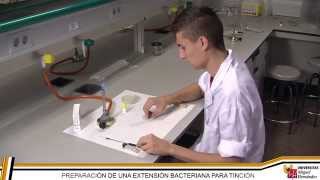 PREPARACIÓN DE UNA EXTENSIÓN BACTERIANA PARA TINCIÓN [upl. by Innus]