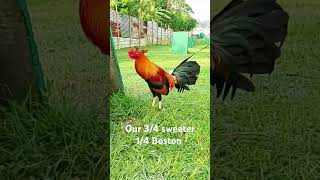 34 sweater 14 Boston gcgf game farm Batangas shortviral chicken chickenbreeds shortvideo [upl. by Baptlsta892]