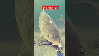 Sharkfishing carp carpy carping fish carpfishing catchandrelease bigcarp bigfish bigshark [upl. by Oisacin874]