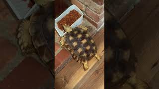 Squirtle stealing Tygryis’ cat food sulcatatortoise tortoise pets [upl. by Conners]